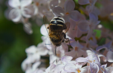 Bees on pink flowers