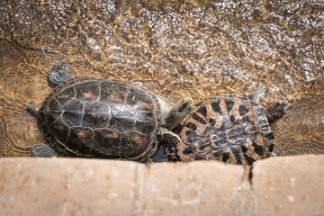 Flower turtle turtle crawling in the water and basking in the sun