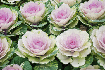 Ornamental cabbage in botanical garden, flowers and plants, environment