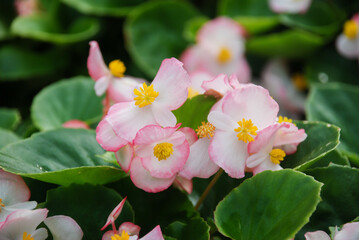 Begonias, semperflorens begonias, in the garden, potted begonia