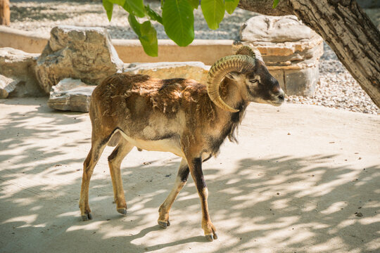 argali bighorn sheep