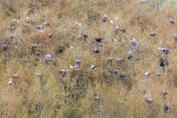 北海道美唄市、東明公園脇の森に形成されたアオサギのコロニー【4月】