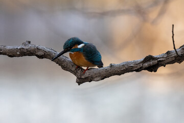 The kingfisher is watching for something to eat from the branch.