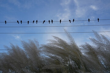 Kasful  season in bangladesh