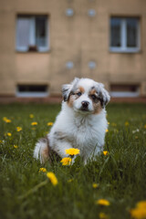 Australian Shepherd cub exploring the garden for the first time. Blue merle sitting in the grass, resting after a run. The cutest puppy of the Canis lupus breed