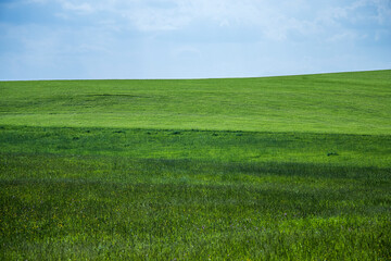 Windows bliss background,  sloping hilly green field
