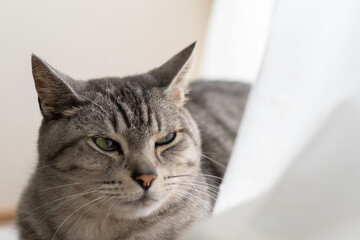 Naklejka premium 窓辺の猫 サバトラ猫