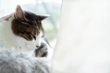 Obraz premium 窓辺の猫 キジトラ白