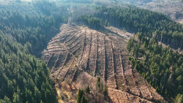 Aerial view of pine forest with large area of cut down trees as result of global deforestation industry. Harmful human influence on world ecology
