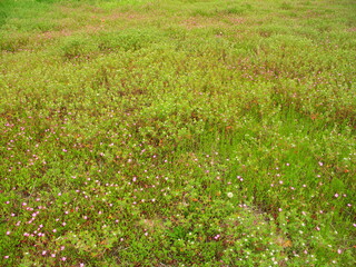 アカバナユウゲショウの花咲く初夏の野原風景
