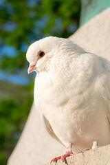 white dove in close-up, quietly sitting at sunrise