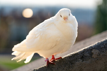 White dove looking into camera with bokeh background