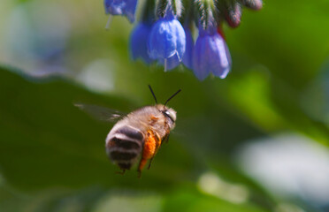 The bees are flying