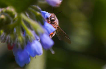 The bees are hanging on the flower