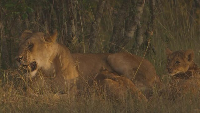 Lioness and cubs sitting in safari. Masai Mara Kenya Africa.