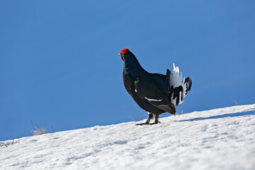 Tétras lyre (Lyrurus tetrix) attitude de mâle au printemps. Alpes. France