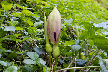 Blossom of Arum maculatum in spring