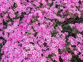 Flowers of Phlox subulata in the graden at springtime.
