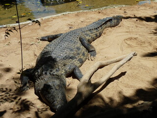 A huge nile crocodile on the sand and near the river - photo