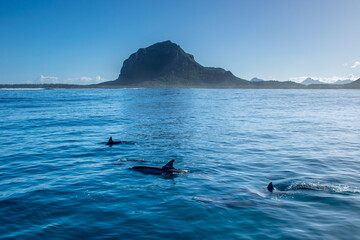 Spinner dolphins swim near Le Morne, Mauritius