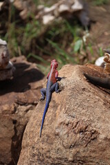 Lizard on a stone in Masai Mara