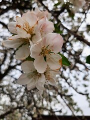 blossom in spring