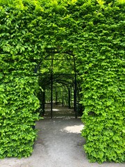 alley of green plants on a spring day