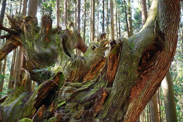 21世紀の森公園の巨大な株杉