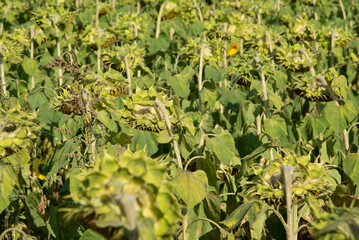 Tops of ripe sunflowers from the back, Russia