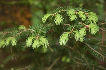 Frische Nadeln an einem Nadelbaum im Fr&uuml;hling