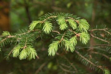 Frische Nadeln an einem Nadelbaum im Fr&uuml;hling