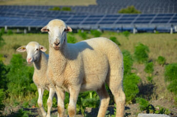 Sheep sharing habitat with the generation of renewable energy in a livestock area and solar energy production 