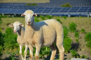Foto auf Acrylglas Sheep sharing habitat with the generation of renewable energy in a livestock area and solar energy production  © Blanca