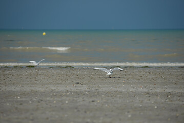 Normandie - Mouettes