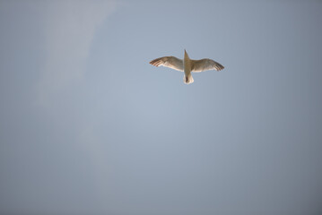 Normandie - Goéland