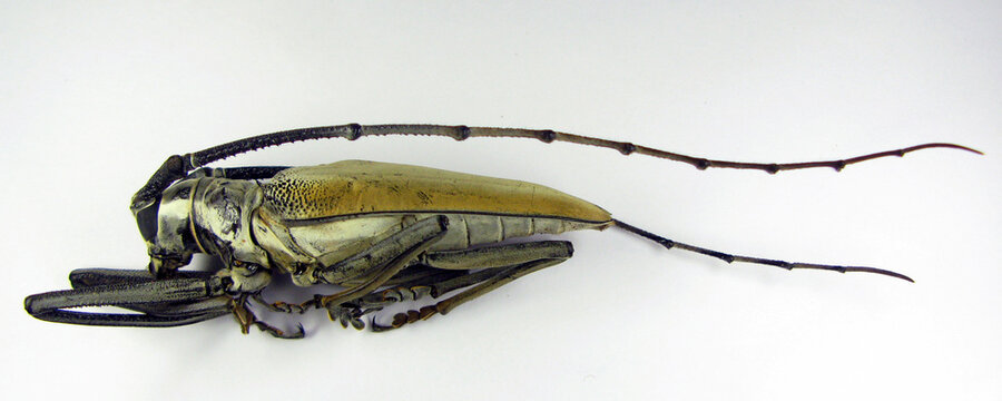 Longhorn giant beetle Batocera hercules from Indonesia. Isolated on white. Cerambycidae. Coleoptera. Entomology.