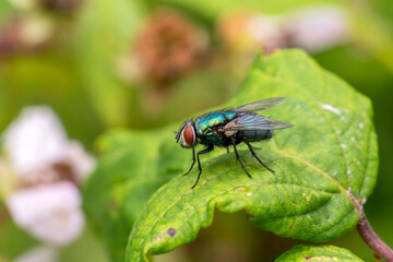 Common green bottle fly ( lucilia sericatafly) which is a blowfly species and a little larger than the house fly which has a body of a metallic green blue colour, stock photo image