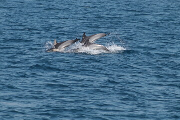 Delfines nadando