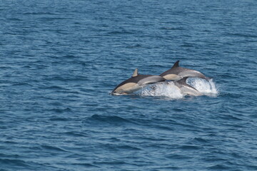Delfines nadando