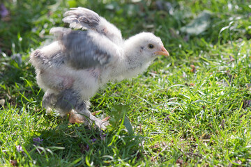 Young Brahma rooster walking on the grass