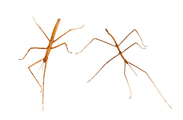 Fototapeta premium stick insect in studio