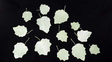 White beautifully shaped leaves of a tree on black. Silver poplar young leaves. Texture background...