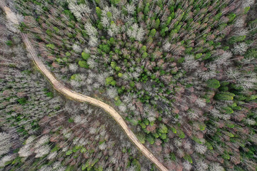 autumn forest without leaves top view with drone, nature background landscape