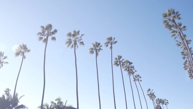 Row of palm trees on street in waterfront beachfront city near Los Angeles and Santa Monica, California summertime vibes, USA. Waterside summer vacations, palmtrees by ocean beach or coast, blue sky.