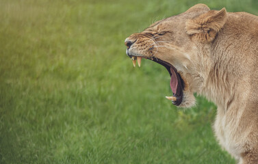 Lioness roaring. Portrait of angry lion.