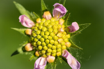 Spring gardening: Field scabious close-up
