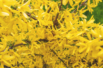 Forsythia, is a genus of flowering plants in the olive family Oleaceae.