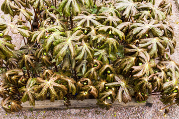 Eleutherococcus senticosus is a species of small, woody shrub in the family Araliaceae native to Northeastern Asia.