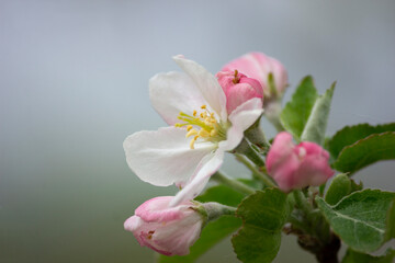 A branch of a flowering apple tree with large white and pink flowers.