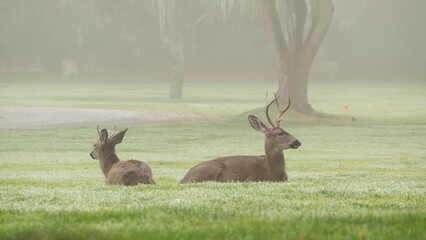 Two wild deers male with antlers and female grazing on green lawn in foggy weather. Couple or pair...